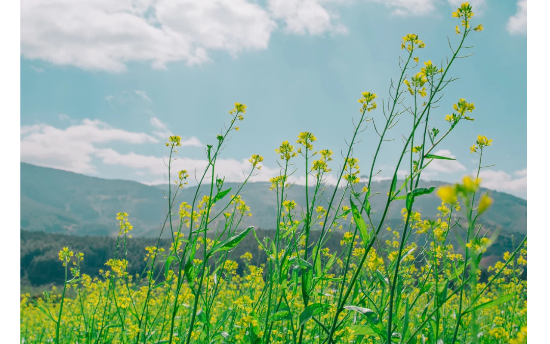 レイキよもやま話