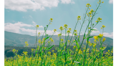 レイキよもやま話